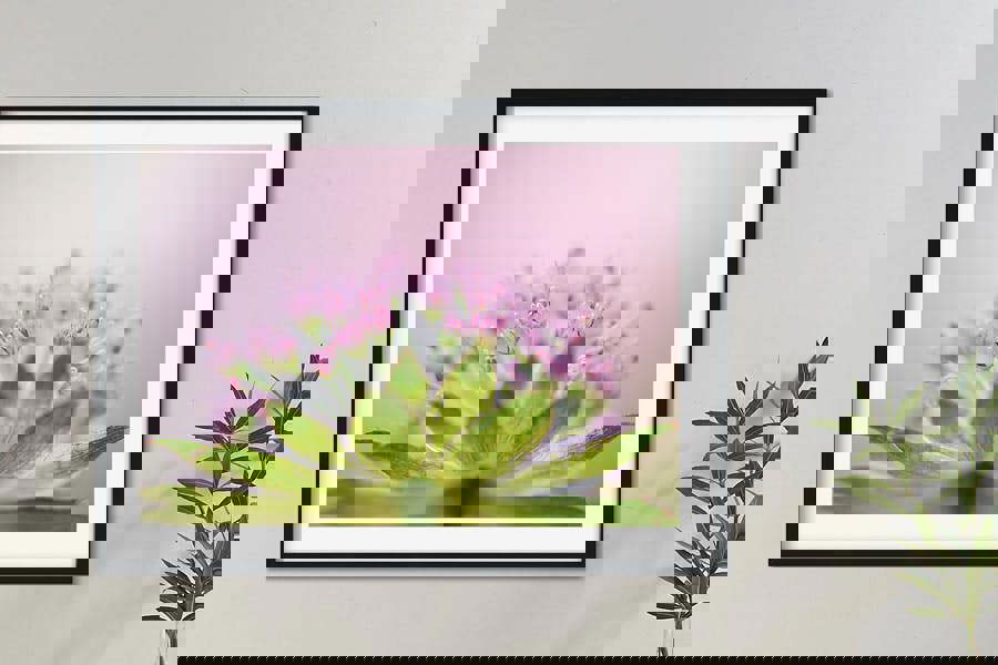 art print of masterwort astrantia flower