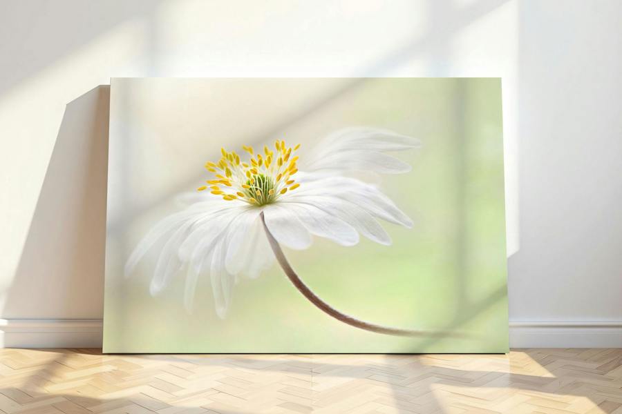 windflower wood anemone wall print on canvas
