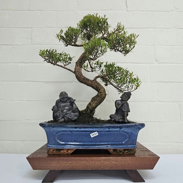 Yorkshire Bonsai Brush Cherry (Syzygium) Bonsai Tree | Shaped | In 30cm Pot