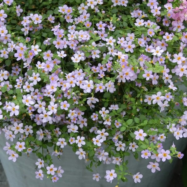 Bacopa Pink 9cm In Recyclable Pots x 3 Plants