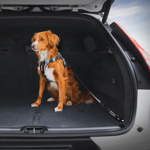 EzyDog Click ISOFIX Dog Seatbelt