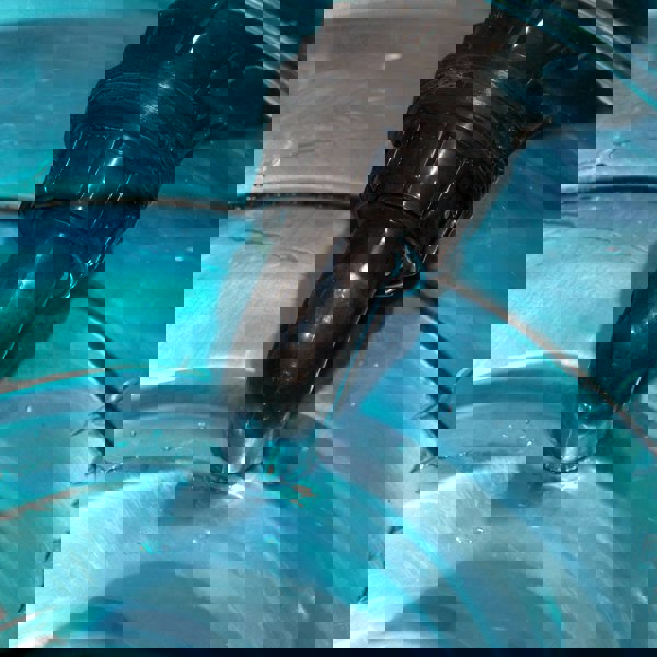 Aquarius Contractor Professional Carpet and Upholstery Cleaner