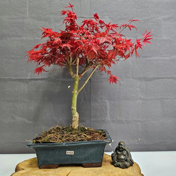 Yorkshire Bonsai Japanese Maple (Acer) Bonsai Tree | Deshojo Informal Upright | In 25cm Pot