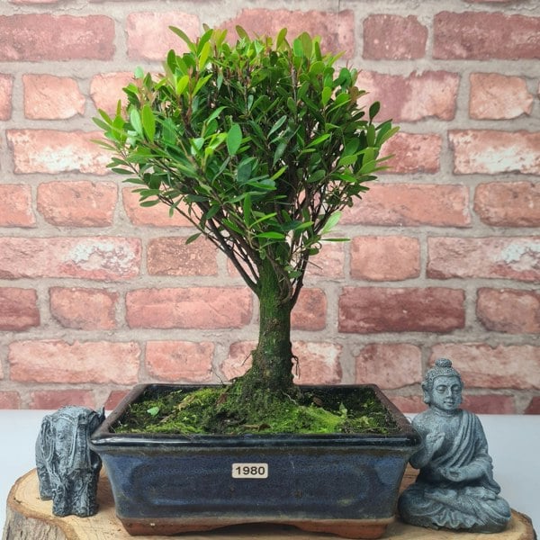 Yorkshire Bonsai Brush Cherry (Syzygium) Bonsai Tree | Broom | In 20cm Pot