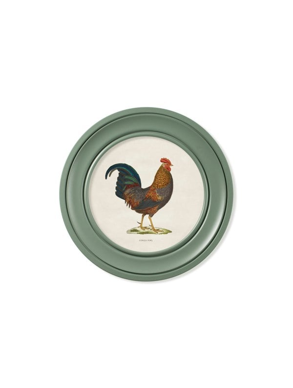 Exceptional Art c.1838 Junglefowl in Round Frames Green
