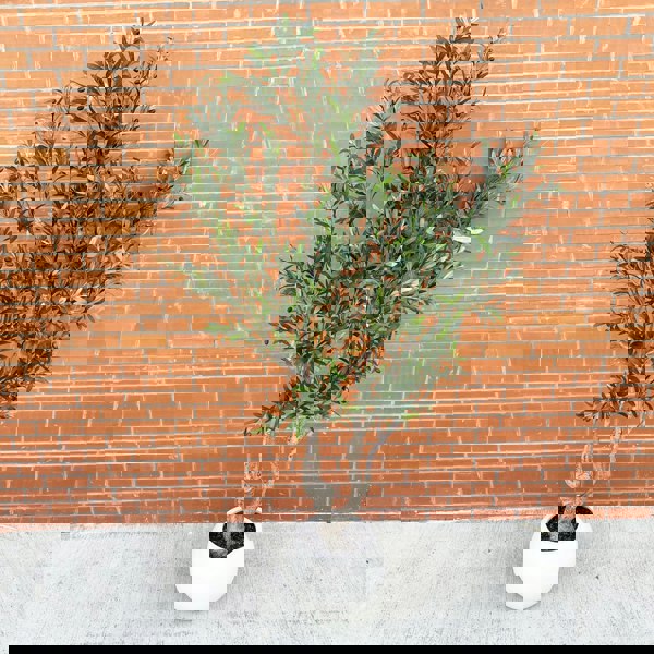 Leaf XXL Artificial Olive Tree 2.5m (250cm) Width: 160 cm With decorative planter