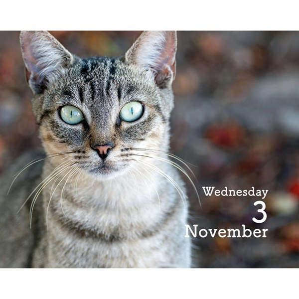 Cats Mini Desk Calendar 2027, Desk Calendars, Day To View, Cats, Gift