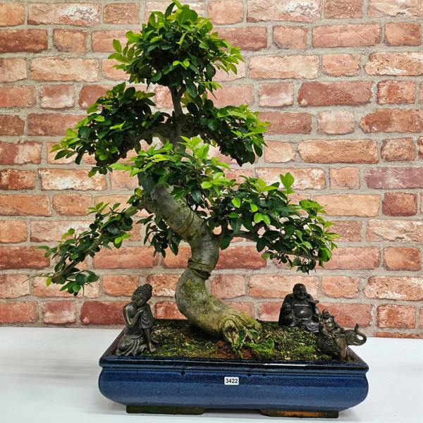 Yorkshire Bonsai Large Chinese Elm (Ulmus Parvifolia) Bonsai Tree | Shaped | In 40cm Pot - 3422