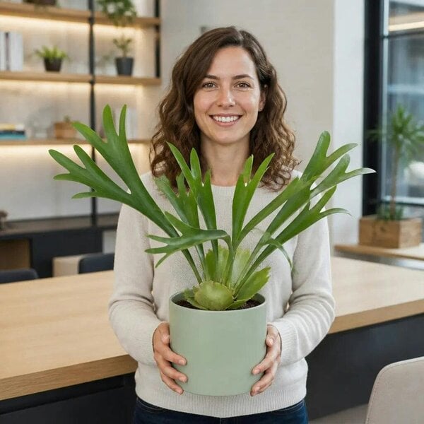 Platycerium Bifurcatum Staghorn Fern – Unique Antler-Shaped Foliage Indoor Houseplant