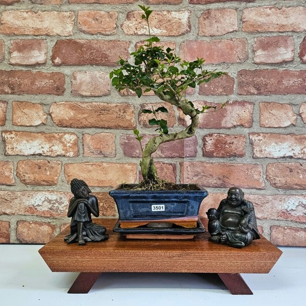 Yorkshire Bonsai Chinese Privet (Ligustrum Sinense) Bonsai Tree | Shaped | In 15cm Pot