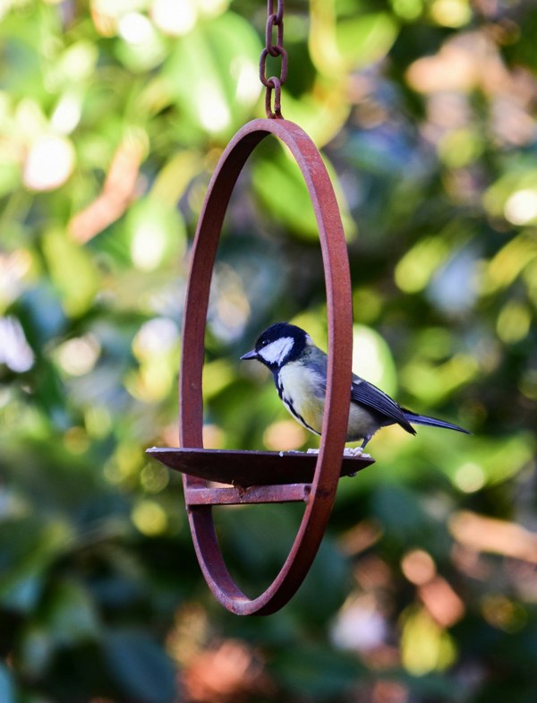 Savage Works Hanging Bird Feeder Platform Ring