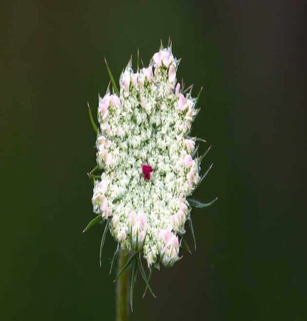 wild carrot daucus carota