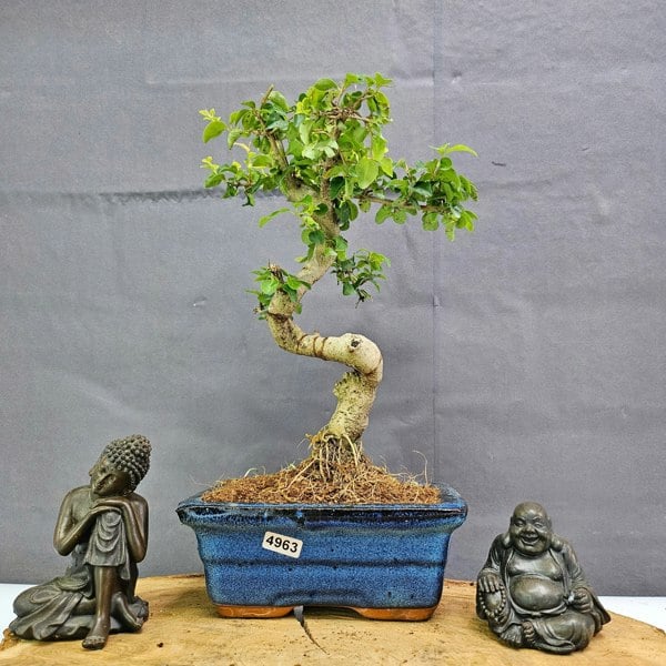 Yorkshire Bonsai Chinese Privet (Ligustrum Sinense) Bonsai Tree | Shaped | In 15cm Pot