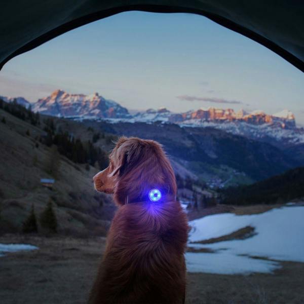 EzyDog Go-2 Dog Light