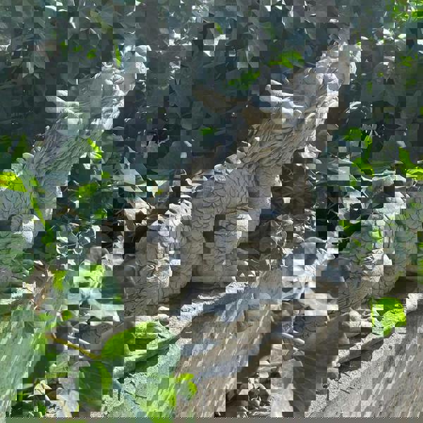 Mystical  Oriental Dragon Stone Cast  Statue Garden Ornament