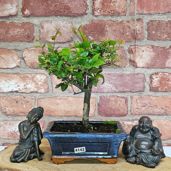 Yorkshire Bonsai Bird Plum (Sageretia) Bonsai Tree | Broom | In 15cm Pot