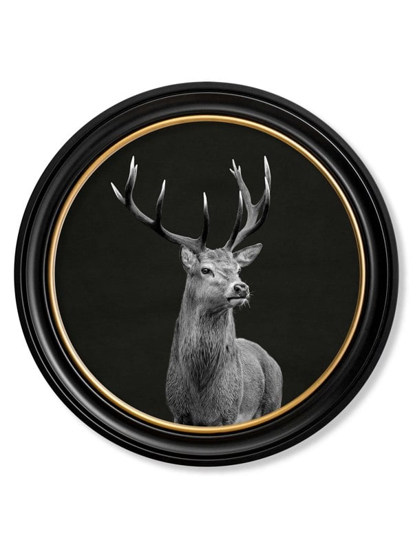Exceptional Art Wildlife Photography - Red Deer - Round Frame