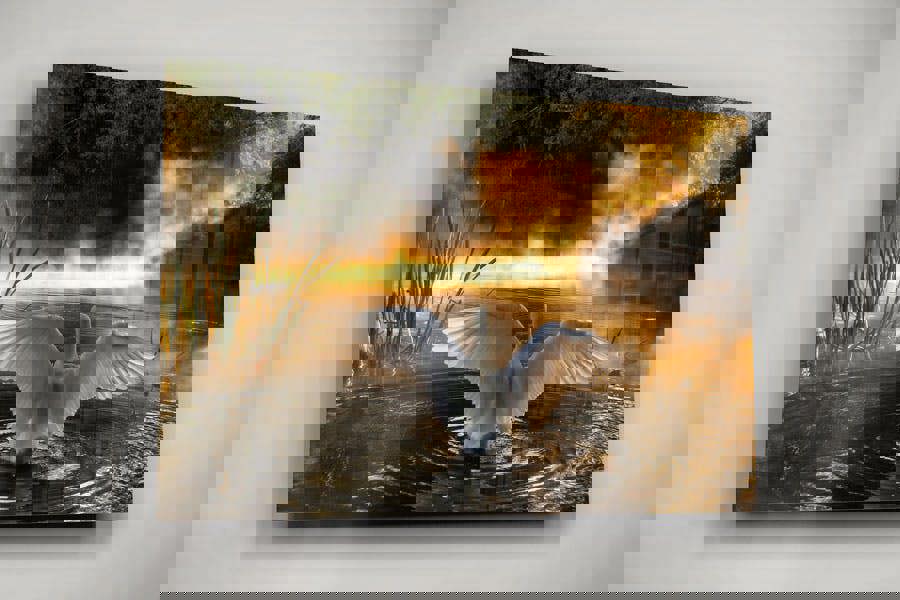 Fernlight Gallery Rising Swan