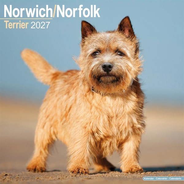 Norwich & Norfolk Terrier Calendar 2027, Wall Calendars, Month To View, Dogs, Gift
