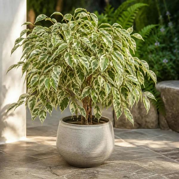 Ficus Twilight Weeping Fig 21cm Pot – Large Indoor Houseplant