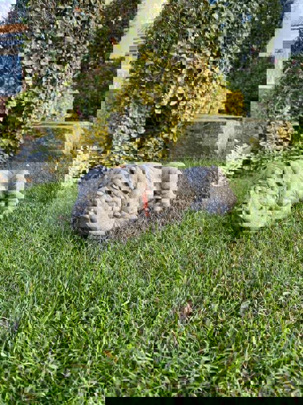 Lying Bulldog Small Garden Ornament