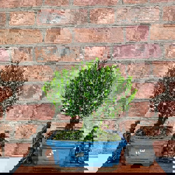 Yorkshire Bonsai Boxwood (Buxus Harlandii) Bonsai Tree | Broom | In 20cm Pot