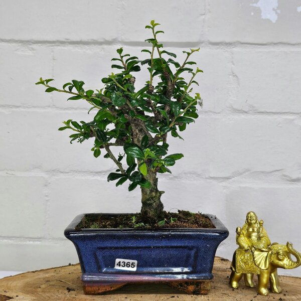Yorkshire Bonsai Fukien Tea Tree (Carmona Retusa) Bonsai Tree | Broom | In 15cm Pot - 4365