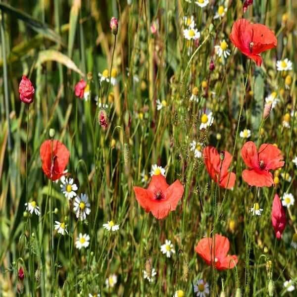 Memorial wildflower seed packets: A wildflower seed packet in memory of a loved one. A beautiful and meaningful way to honor the memory of a loved one. A wildflower seed packet that will create a lasting tribute to a loved one.