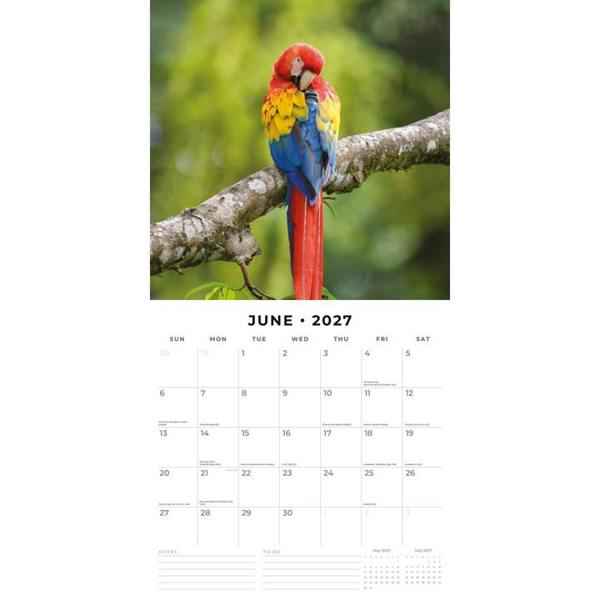 Parrots Calendar 2027, Wall Calendars, Month To View, Animals, Gift