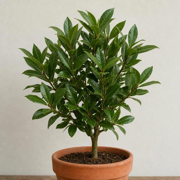 Bay Tree 60-70cm in 2L Pot Laurus nobilis