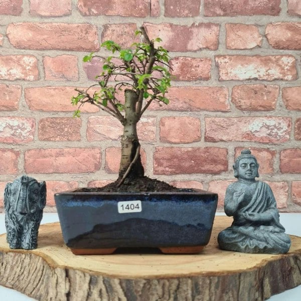 Chinese Elm (Ulmus Parvifolia) Bonsai Tree | Broom | In 15cm Pot - Yorkshire Bonsai