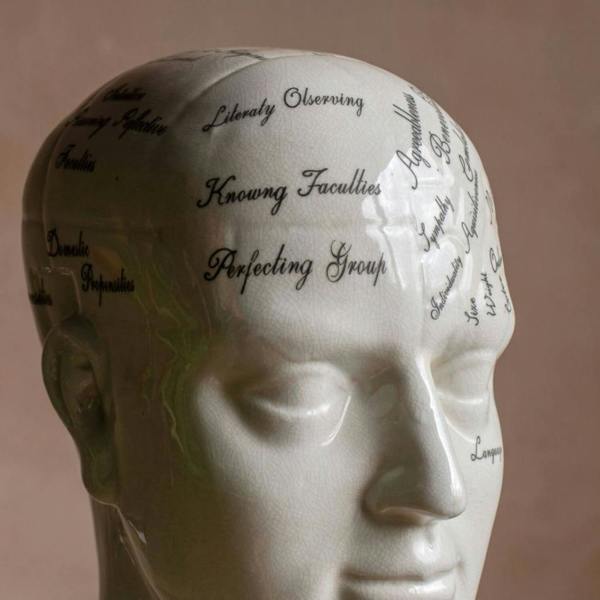 Large Antiqued Phrenology Head - lifestyle shot