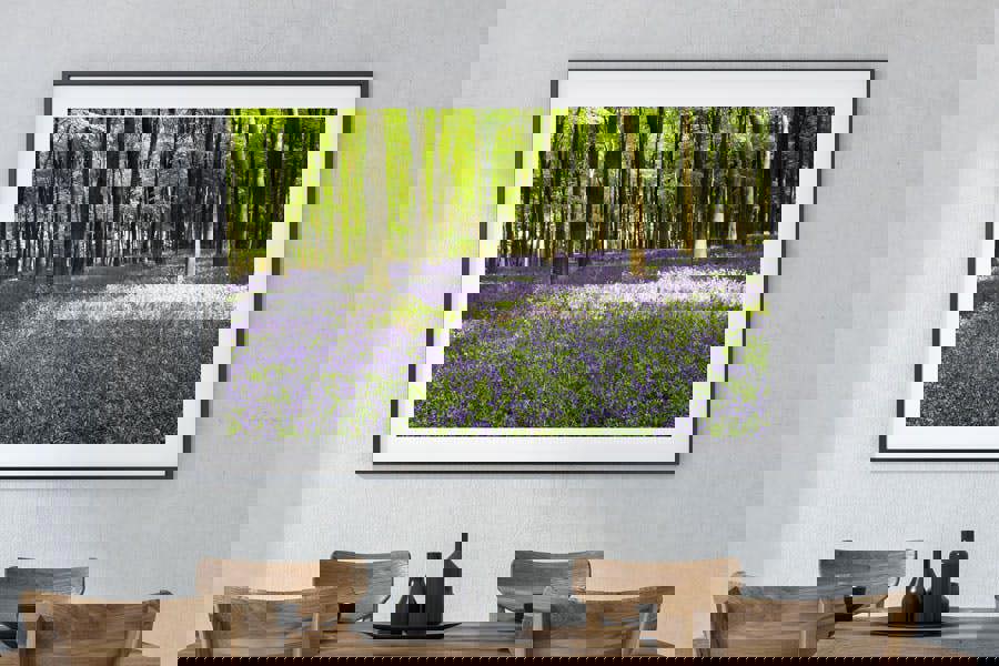 bluebell woodland photography