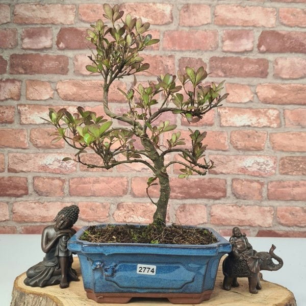 Azalea (Rhododendron) Bonsai Tree | Shaped | In 20cm Pot - Yorkshire Bonsai