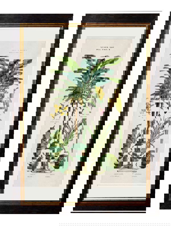 Exceptional Art c.1877 Tropical Plants Used as Food and Clothing
