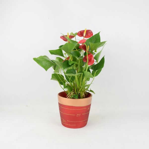Anthurium Red Flamingo Flower 12cm Red & Gold Pot Gift