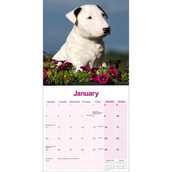 Bull Terrier Calendar 2027, Wall Calendars, Month To View, Dogs, Gift