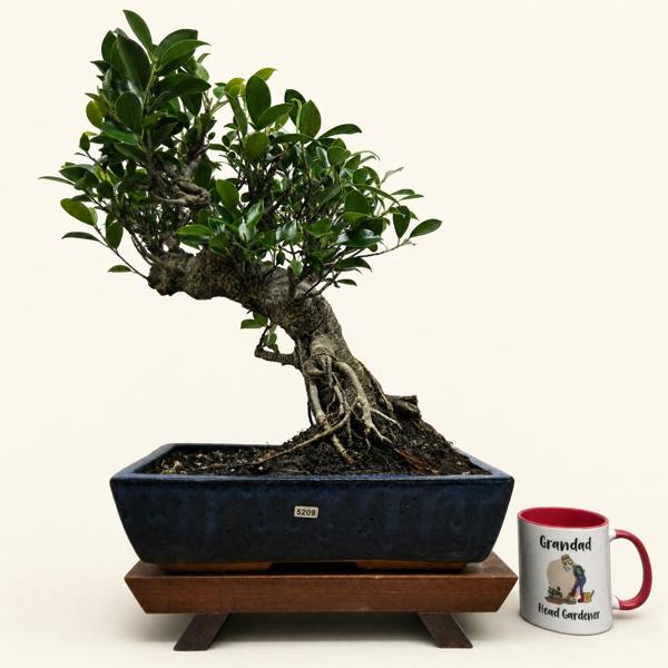Ficus Microcarpa (Banyan Fig) Large Indoor Bonsai Tree | Shaped | In 35cm Pot