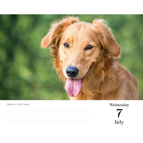 Golden Retrievers Desk Calendar 2027, Desk Calendars, Day To View, Dogs, Gift