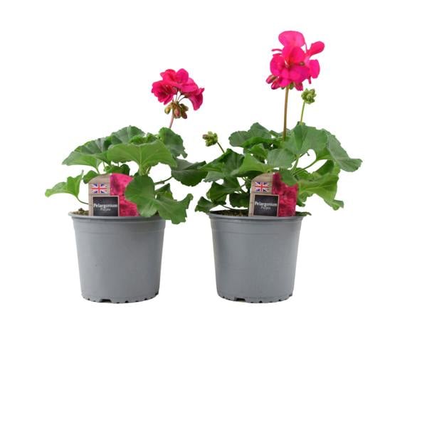 Zonal Geranium Upright Mixed Colours – Set of 2 x 1L Potted Plants Plants By Post