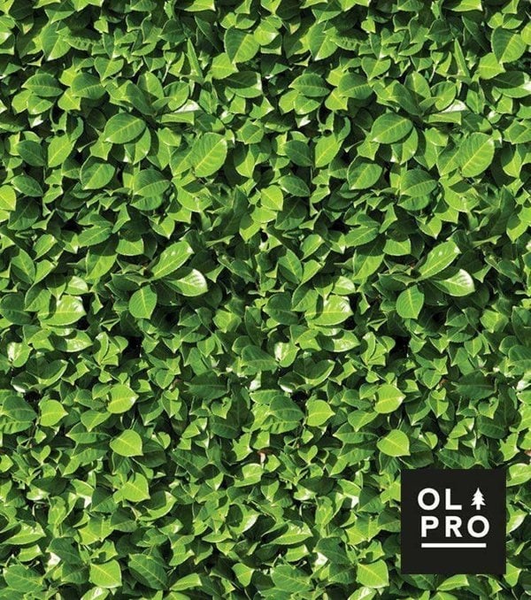 Close up image of the actual image used to print the Laurel Hedge on to the panels of the 4 Pole Compact Windbreak with Steel Poles by OLPRO.