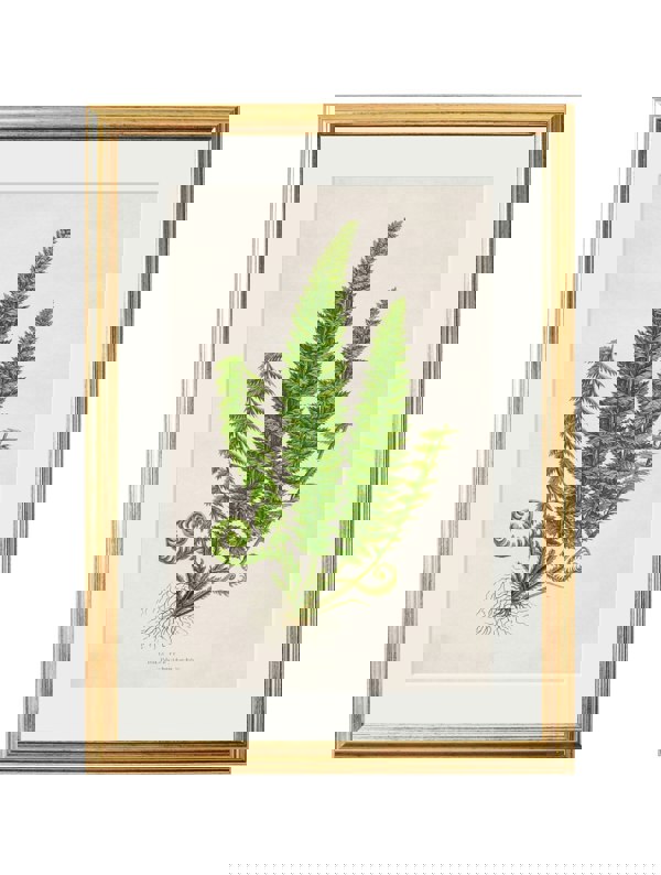 Exceptional Art Collection of 6 Ferns
