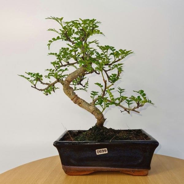 Chinese Pepper (Zanthoxylum Pipertum) Bonsai Tree | Shaped | In 20cm Pot