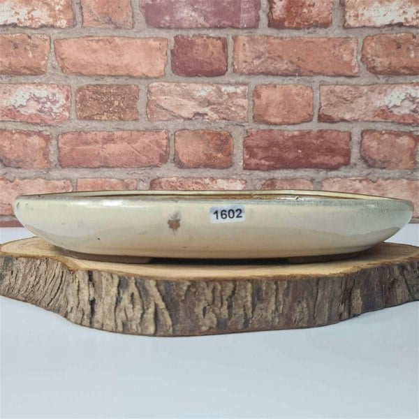 31cm Glazed Bonsai Pot | Oval | 31cm x 22cm x 4.5cm | White - Yorkshire Bonsai