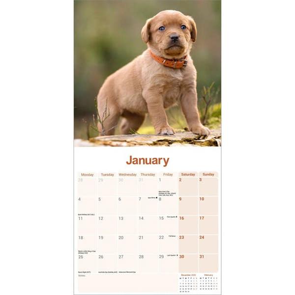 Fox Red Labrador Retriever Calendar 2027, Wall Calendars, Month To View, Dogs, Gift