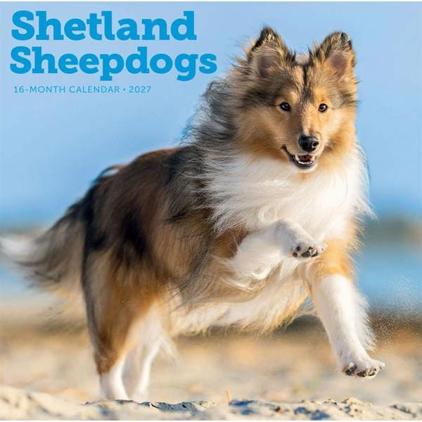 Shetland Sheepdogs Calendar 2027, Wall Calendars, Month To View, Dogs, Gift