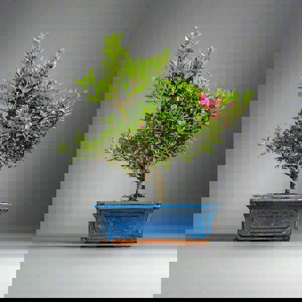 Yorkshire Bonsai Azalea (Rhododendron) Bonsai Tree | Shaped | In 25cm Pot