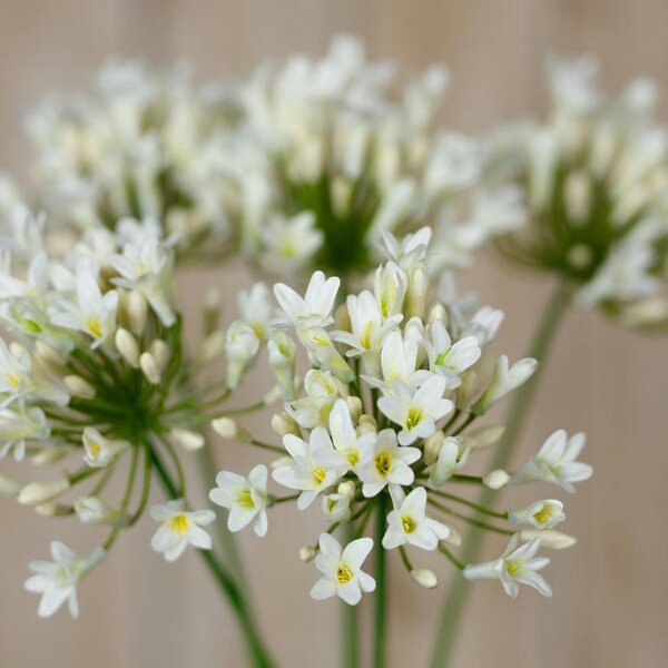 Wyld Haus Set of 3 Artificial Flowers Cream Agapanthus Sprays