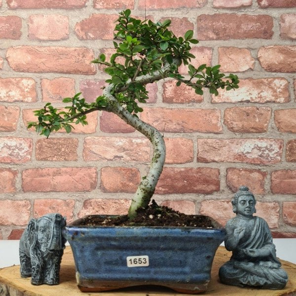 Chinese Elm (Ulmus Parvifolia) Bonsai Tree | Shaped | In 15cm Pot - Yorkshire Bonsai