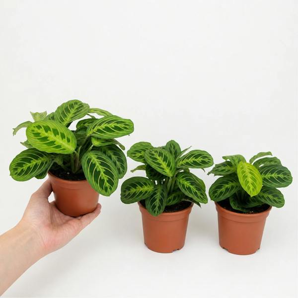 Maranta Lemon Lime Prayer Plant Green Variegated 12cm Pot The Rose Press Garden